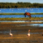 Doñana